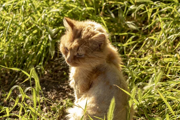 Pozbawiony Stary Błądzący Czerwony Kot Siedzi Zielonej Trawie Słońcu Wcześnie — Zdjęcie stockowe