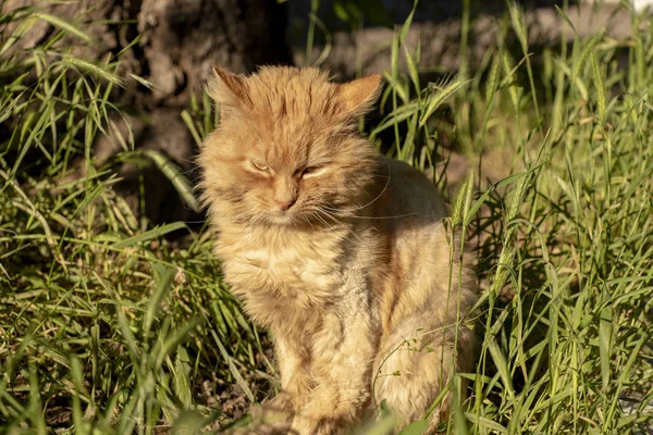 Pozbawiony Stary Błądzący Czerwony Kot Siedzi Zielonej Trawie Słońcu Wcześnie — Zdjęcie stockowe