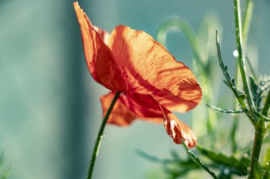 Çiçek açan gelincik çiçekleri. Doğa