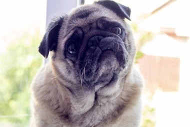 pug köpek portresi