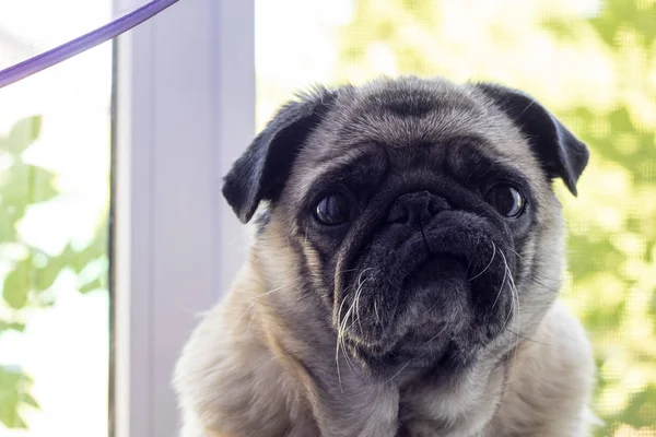 Retrato Perro Pug — Foto de Stock