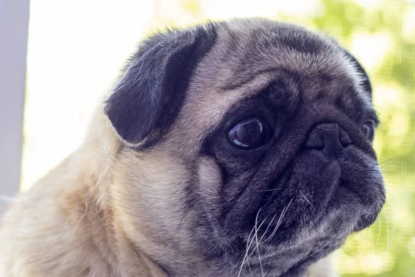 Retrato Perro Pug — Foto de Stock