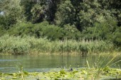eine Familie von Enten Blässhühnern schwimmt im Fluss des Dnjepr in der Ukraine im Wald