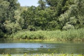 eine Familie von Enten Blässhühnern schwimmt im Fluss des Dnjepr in der Ukraine im Wald