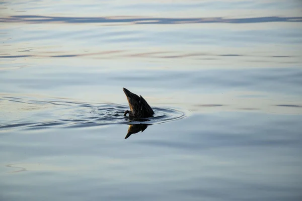 Dzikie Kaczki Pływać Rzece Dnieper Zachodzie Słońca Miesiącu Lipcu Ukrainie — Zdjęcie stockowe