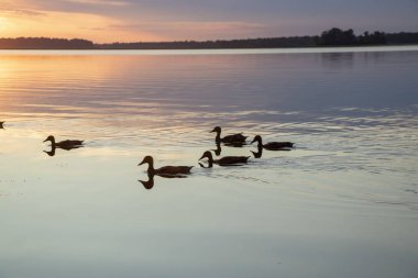 vahşi ördekler Ukrayna'da Temmuz ayında gün batımında Dinyeper nehrinde yüzmek