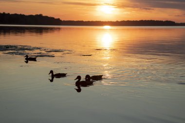 vahşi ördekler Ukrayna'da Temmuz ayında gün batımında Dinyeper nehrinde yüzmek