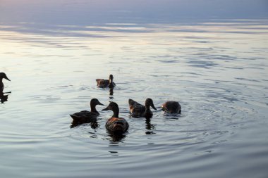 vahşi ördekler Ukrayna'da Temmuz ayında gün batımında Dinyeper nehrinde yüzmek