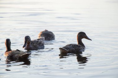 vahşi ördekler Ukrayna'da Temmuz ayında gün batımında Dinyeper nehrinde yüzmek