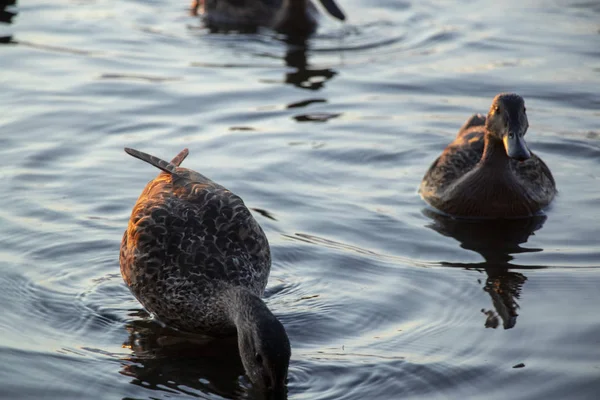 Canards Sauvages Nagent Dans Rivière Dniepr Coucher Soleil Mois Juillet — Photo