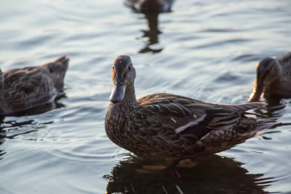 Wild Ducks Swim River Dnieper Sunset Month July Ukraine — Stock Photo, Image