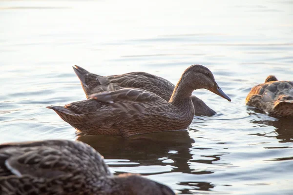 Canards Sauvages Nagent Dans Rivière Dniepr Coucher Soleil Mois Juillet — Photo