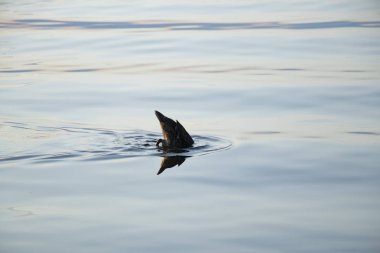 vahşi ördekler Ukrayna'da Temmuz ayında gün batımında Dinyeper nehrinde yüzmek