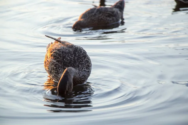 Wild Ducks Swim River Dnieper Sunset Month July Ukraine — Stock Photo, Image
