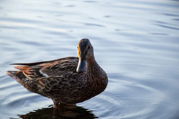 Patos Selvagens Nadam Rio Dnieper Pôr Sol Mês Julho Ucrânia — Fotografia de Stock