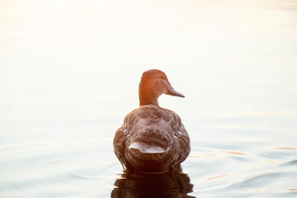 Canards Sauvages Nagent Dans Rivière Dniepr Coucher Soleil Mois Juillet — Photo