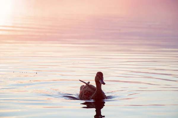 Canards Sauvages Nagent Dans Rivière Dniepr Coucher Soleil Mois Juillet — Photo