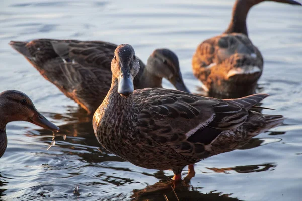 Patos Selvagens Nadam Rio Dnieper Pôr Sol Mês Julho Ucrânia — Fotografia de Stock