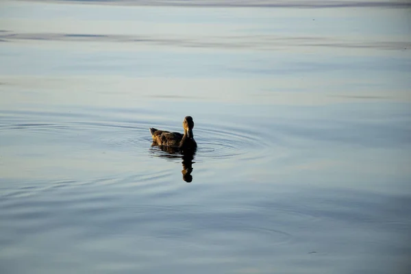 Wild Ducks Swim River Dnieper Sunset Month July Ukraine — Stock Photo, Image