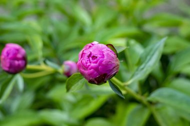 bir yatakta bir bahçede pembe şakayık yarım açık tomurcuk