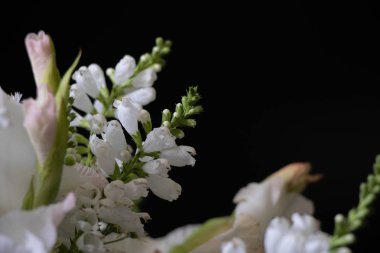 Siyah arkaplanda beyaz çiçekler