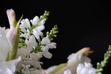 Siyah arkaplanda beyaz çiçekler