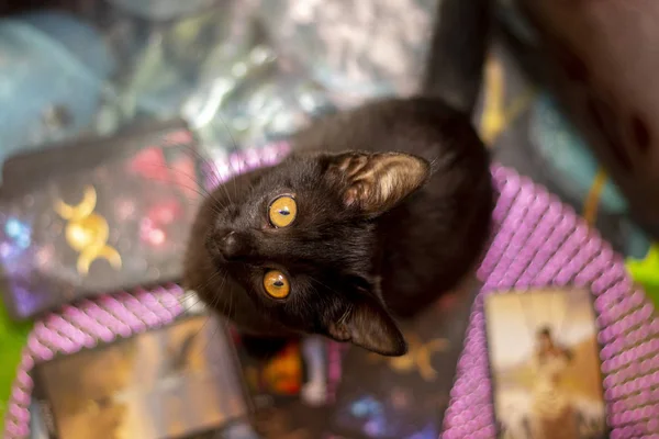 Foto Gato Doméstico Joven Negro Una Habitación Apartamento —  Fotos de Stock