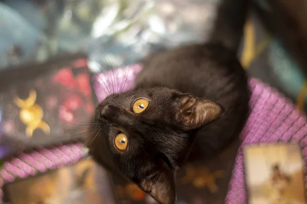 アパートの部屋で黒い若い家畜猫の写真 — ストック写真