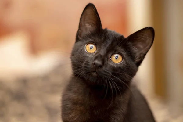 bir apartman dairesinde siyah bir genç evcil kedi fotoğrafı