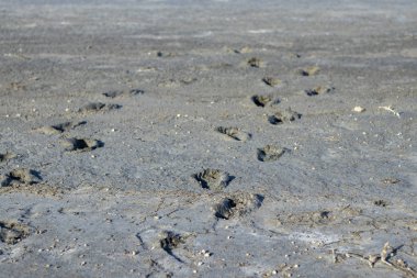 sıcak bir yaz gününde Berdyansk kentinde kurutulmuş bir haliç üzerinde insan adımları izleri