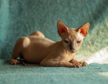 Don sphynx evcil kedi sergi için poz