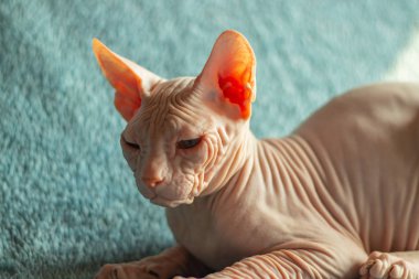 Don sphynx evcil kedi sergi için poz