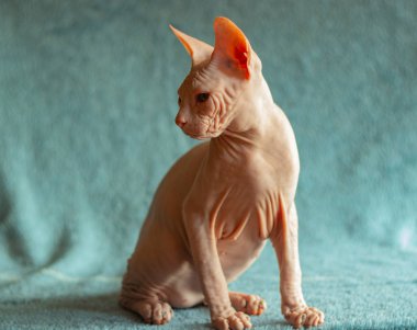 Don sphynx evcil kedi sergi için poz