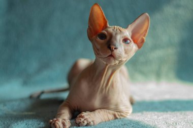 Don sphynx evcil kedi sergi için poz