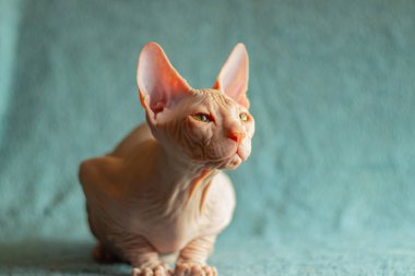 Don sphynx evcil kedi sergi için poz