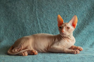 Don sphynx evcil kedi sergi için poz