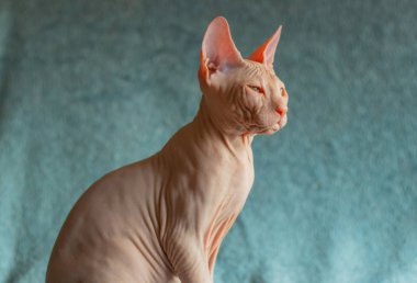 Don sphynx evcil kedi sergi için poz