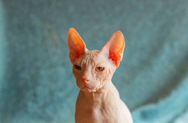 Don sphynx evcil kedi sergi için poz