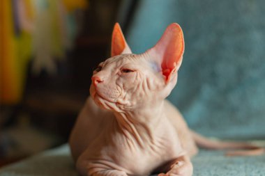 Don sphynx evcil kedi sergi için poz
