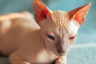 Don sphynx evcil kedi sergi için poz