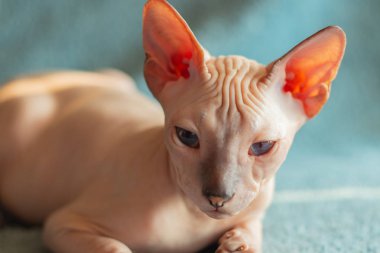 Don sphynx evcil kedi sergi için poz