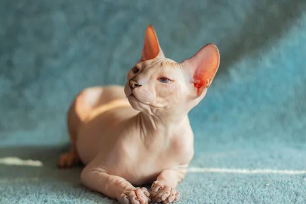 Don Sphynx Doméstico Gato Poses Para Exposição — Fotografia de Stock