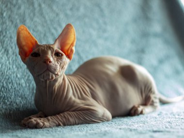 Don sphynx evcil kedi sergi için poz