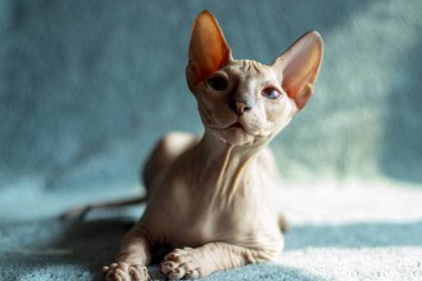 Don sphynx evcil kedi sergi için poz