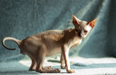 Don sphynx evcil kedi sergi için poz