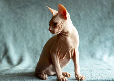 Don sphynx evcil kedi sergi için poz