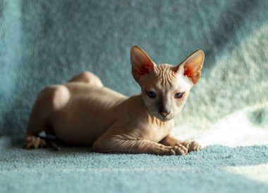 Don sphynx evcil kedi sergi için poz