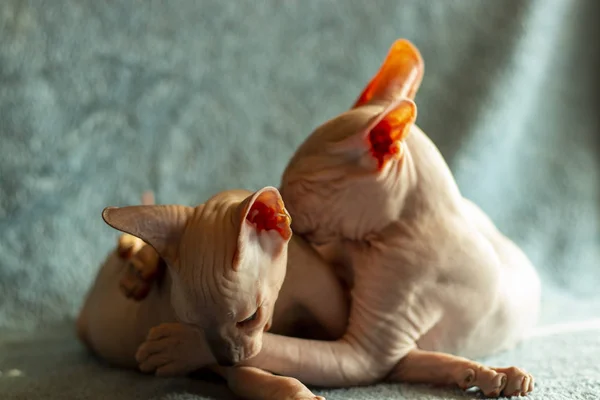 Don Sphynx Domestic Cat Poses Exhibition — Stock Photo, Image