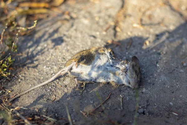 死んだ灰色の小さなネズミが地面に横たわっている — ストック写真