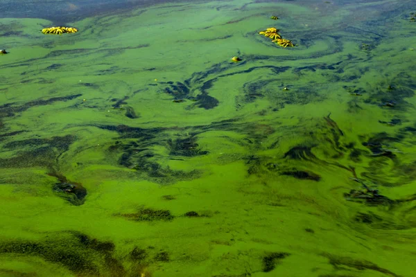 Algas Florescem Água Poluída Rios Verdes Cheiro Sedimento Numa Lagoa — Fotografia de Stock